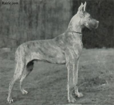 Bongo Von Nohfels
