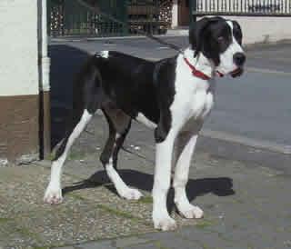 Romeo Von Schlesien