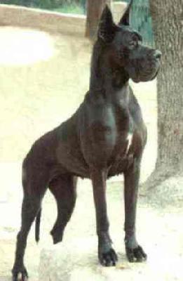 Ch Hiroshima De La Benjamine