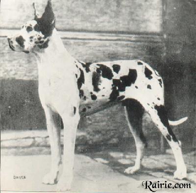 Ch Dolf Von St Magn