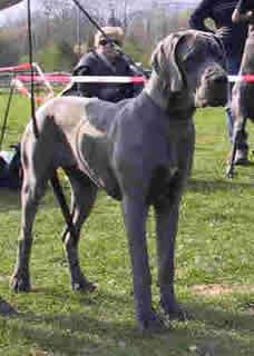 Ch Sigmata De La Benjamine