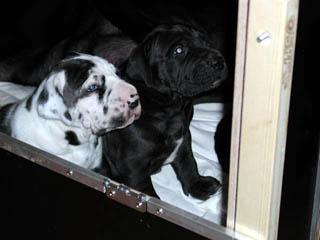 Thor De La Fontaine Aux Tourterelles