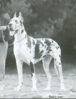 Violetta Imperial