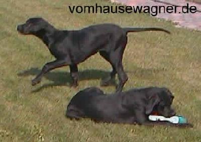 Golden Girl Vom Hause Wagner