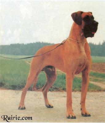 Wanja Vom Hospodar