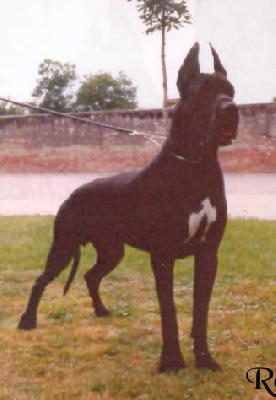 Unsogno Indios Dellarmida