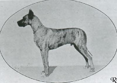 Ch Zeus Von Ohligs