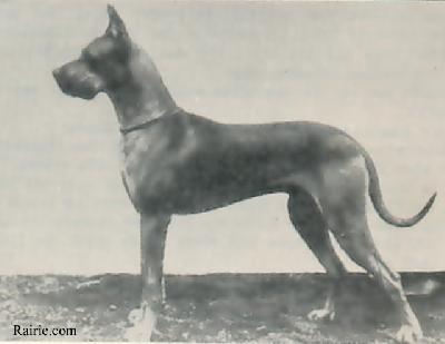 Ch Bruno Von Der Kreuzschanze