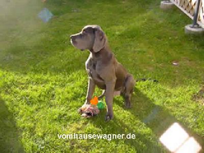 Ch Hommage Vom Hause Wagner