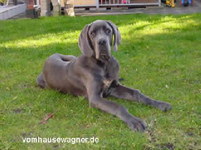 Ch Hommage Vom Hause Wagner