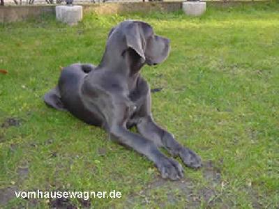 Ch Hommage Vom Hause Wagner