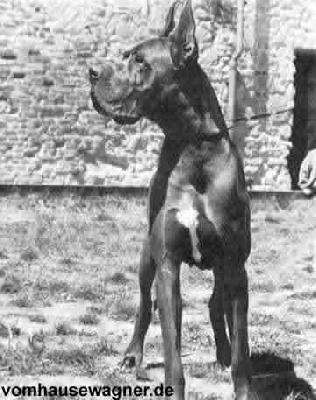 Gran Sultan Indios Dellarmida