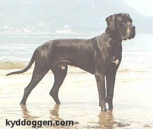 Kamlott Canis Canum
