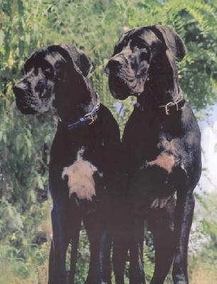 Kamlott Canis Canum