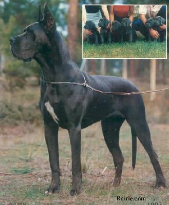 Ch Morgana Del Garroferal