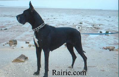 Oriane Des Terres De La Rairie
