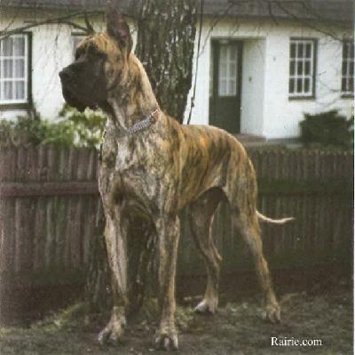 Winston Von Burg Wilhelmstein