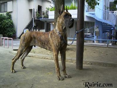 Tzorn Des Terres De La Rairie