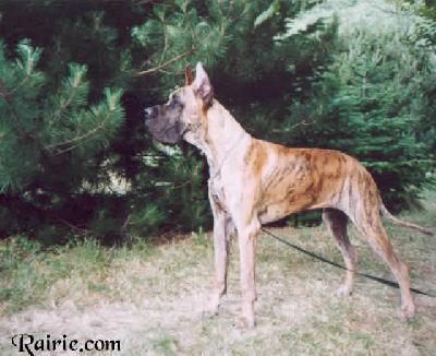 T brutus Des Terres De La Rairie