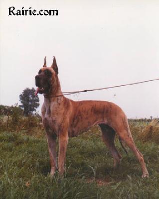 Ch Uschi Van Der Wilgenakker