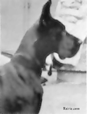 Panther De La Grisonire