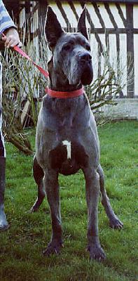 Lora De La Foret De Kaysersberg