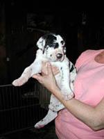 Chiot3 De La Fontaine Aux Tourterelles