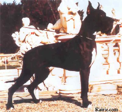 Puzzle Indios Dellarmida