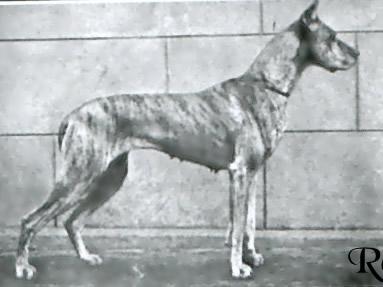Didi Askania