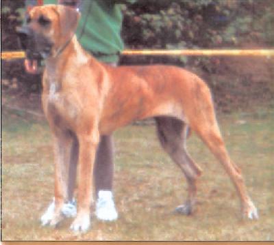 Meherzugi Efton