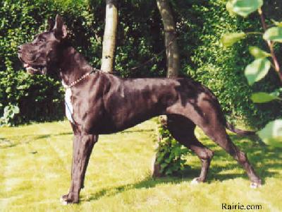 Ch Prince Noir Des Terres De La Rairie