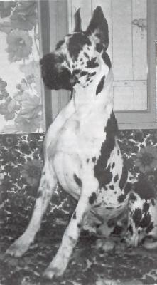 Ch Berlioss De La Foret De Kaysersberg