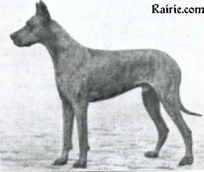 Ch Nero Hexengold