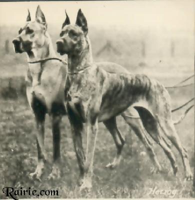 Faun Ii Hansa