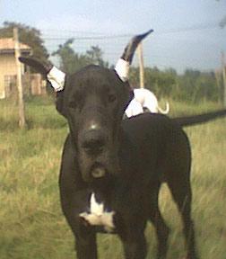 Tchiky-boom De Beauderey