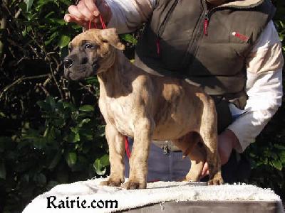 Tango Des Terres De La Rairie