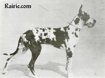 Ch Nitsir De Montbrien