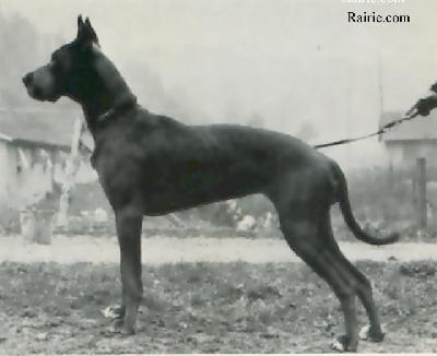 Ch Jeunesse Von Agricola