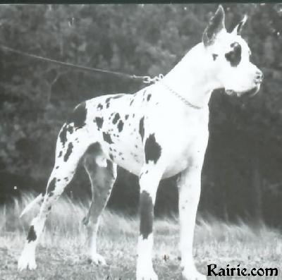 Ch Amigo Imperial