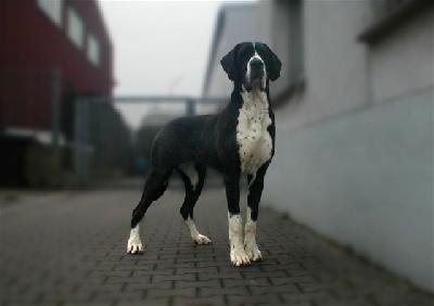 Wanka Von Schlesien
