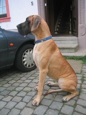 Jodie Bocca Dtigre