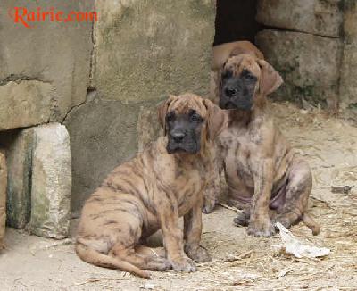 Urko Des Terres De La Rairie