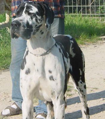 Roxie De Mourre Frais