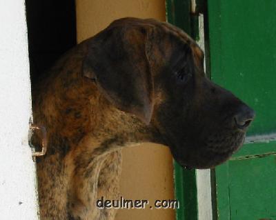 Ch Feltus De Ulmer
