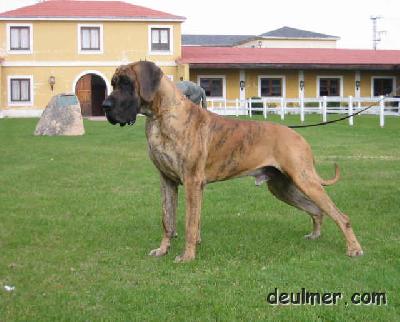 Ch Feltus De Ulmer