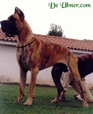 Ch Emir De Ulmer