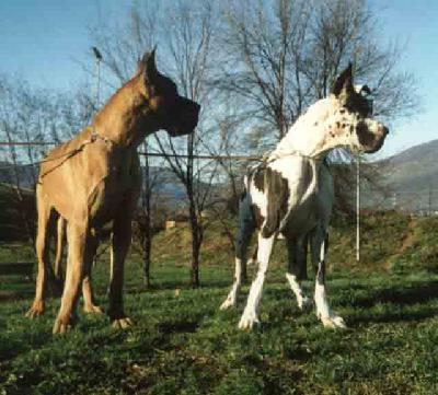 Zobie La Mouche Indios Dell�armida