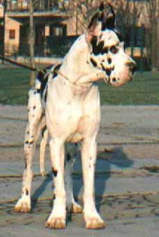 Gonzales (di Ripa Vertigo)