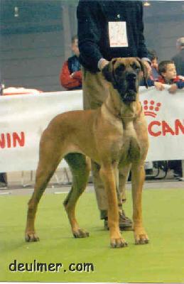 Ch Cuqui De Ulmer