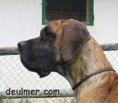 Indra De Ulmer